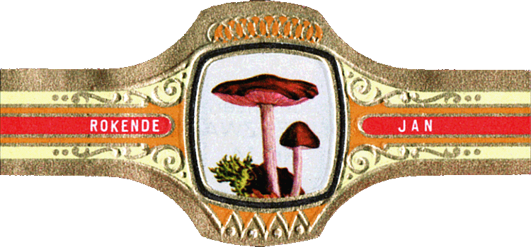 Bauchbinde