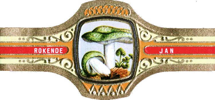 Bauchbinde