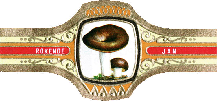 Bauchbinde