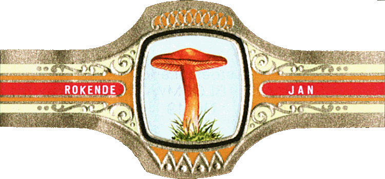 Bauchbinde