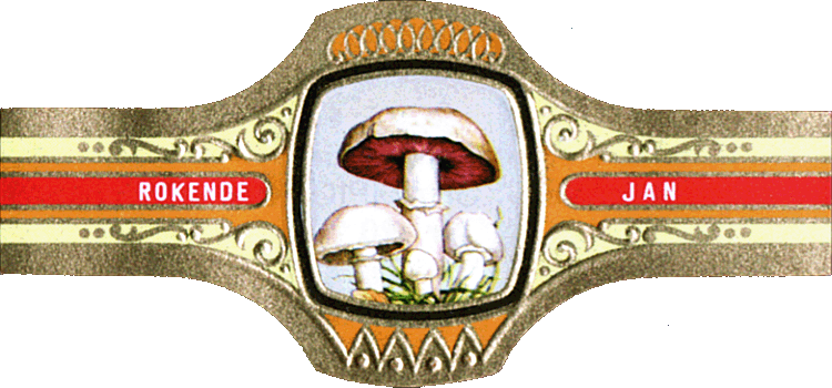 Bauchbinde