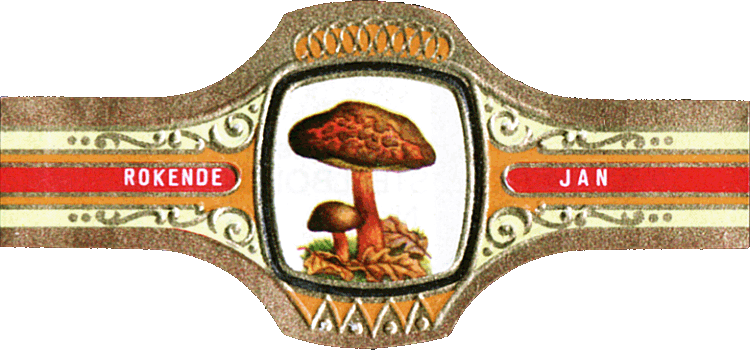 Bauchbinde