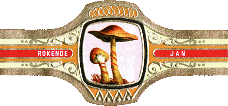 Bauchbinde