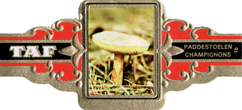 Bauchbinde