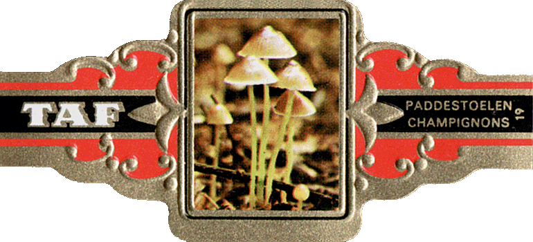 Bauchbinde
