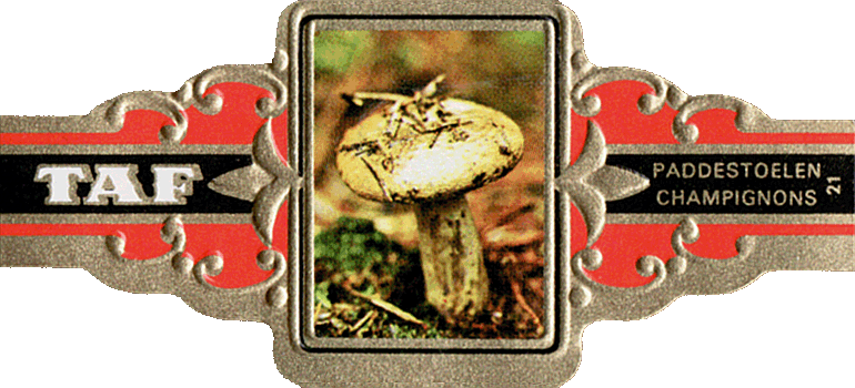 Bauchbinde