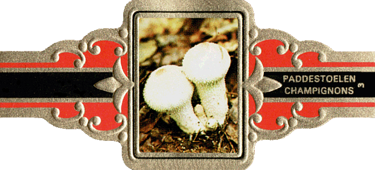 Bauchbinde