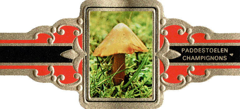 Bauchbinde