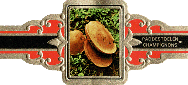 Bauchbinde