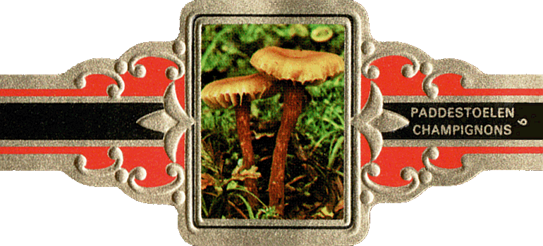 Bauchbinde