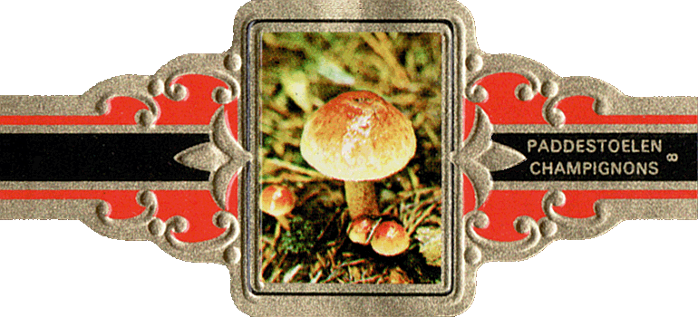 Bauchbinde