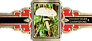 Bauchbinde