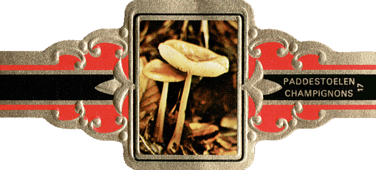 Bauchbinde