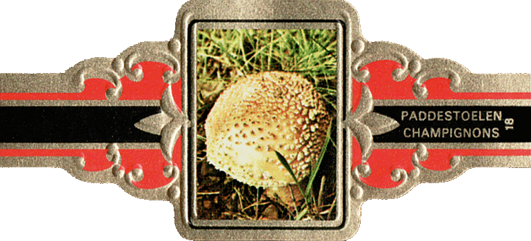 Bauchbinde