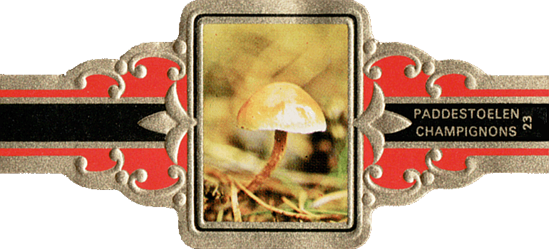 Bauchbinde