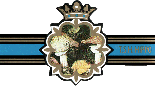 Bauchbinde