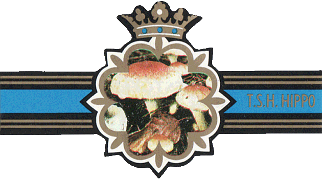 Bauchbinde