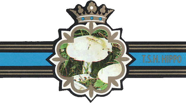 Bauchbinde