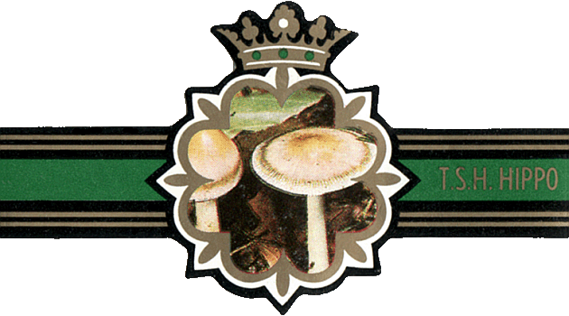 Bauchbinde