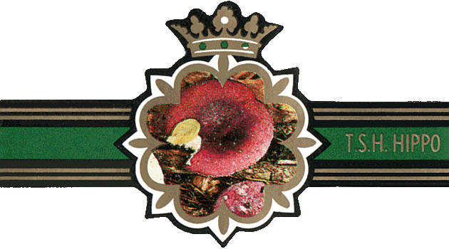 Bauchbinde