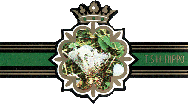 Bauchbinde