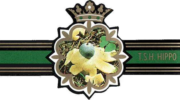 Bauchbinde