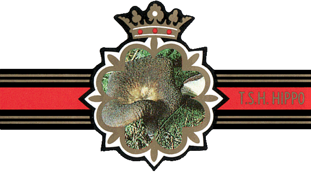 Bauchbinde