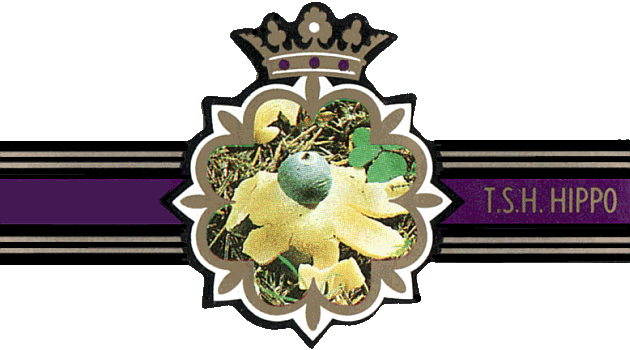 Bauchbinde
