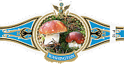 Bauchbinde