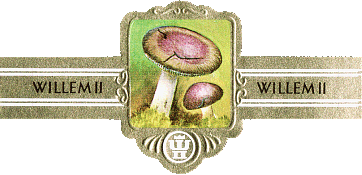 Bauchbinde