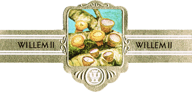 Bauchbinde