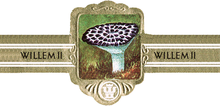 Bauchbinde