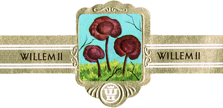 Bauchbinde