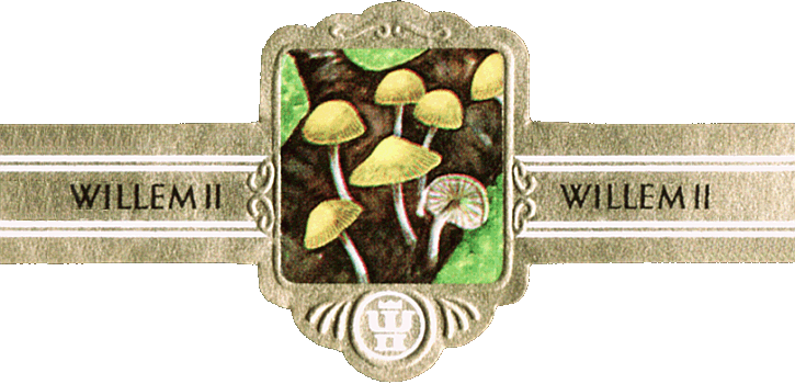 Bauchbinde