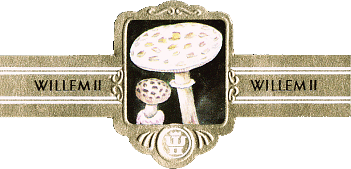 Bauchbinde