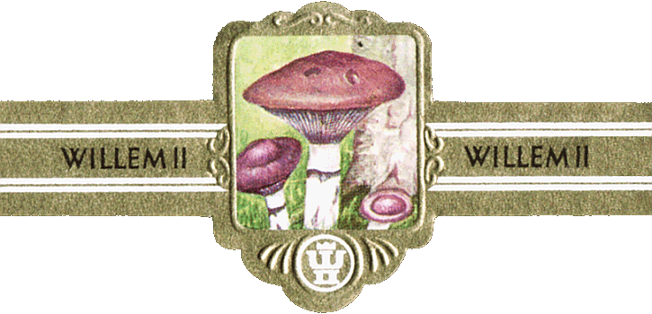 Bauchbinde
