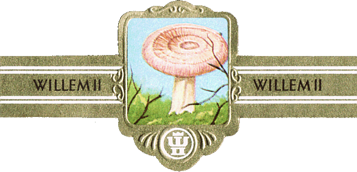 Bauchbinde