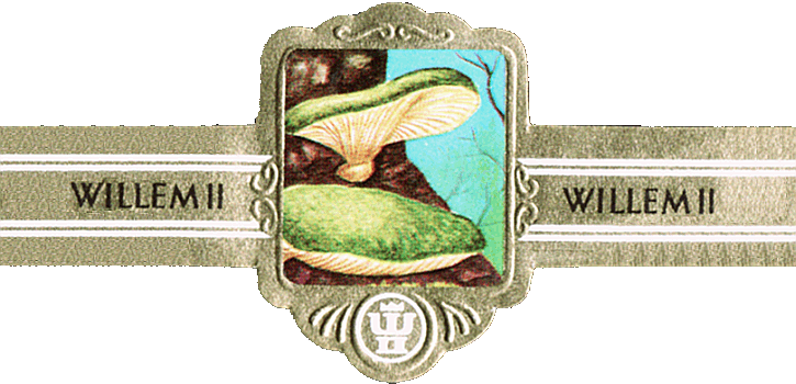 Bauchbinde