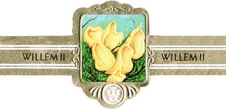 Bauchbinde