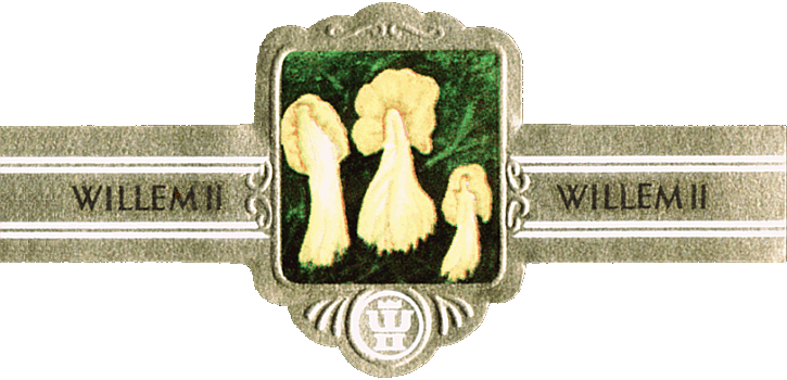Bauchbinde
