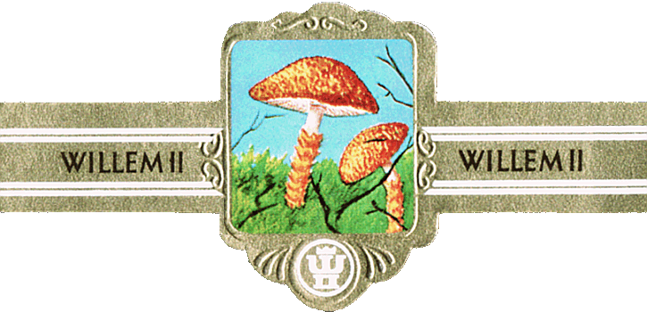 Bauchbinde