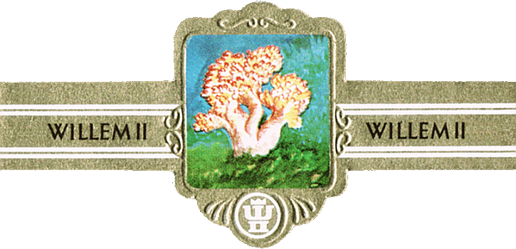 Bauchbinde