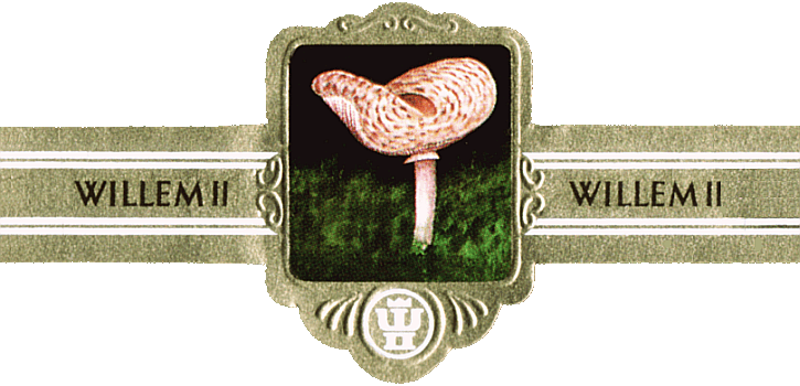 Bauchbinde