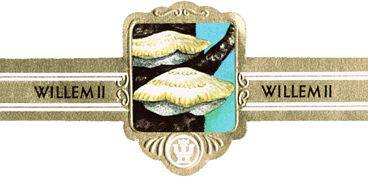 Bauchbinde