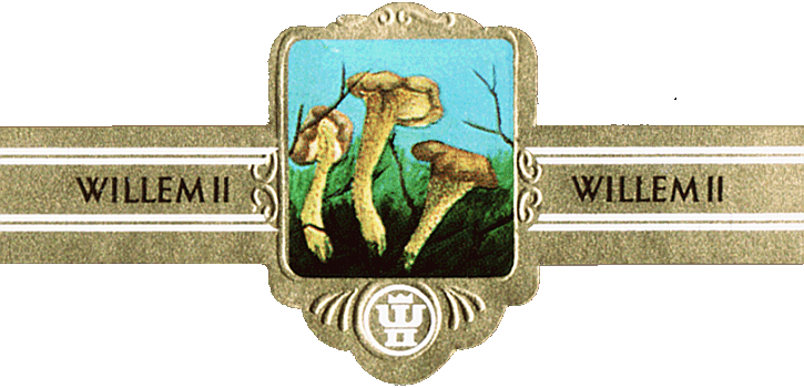 Bauchbinde