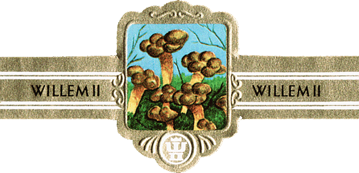 Bauchbinde