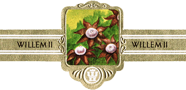Bauchbinde