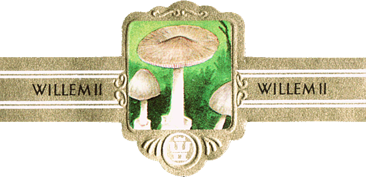 Bauchbinde