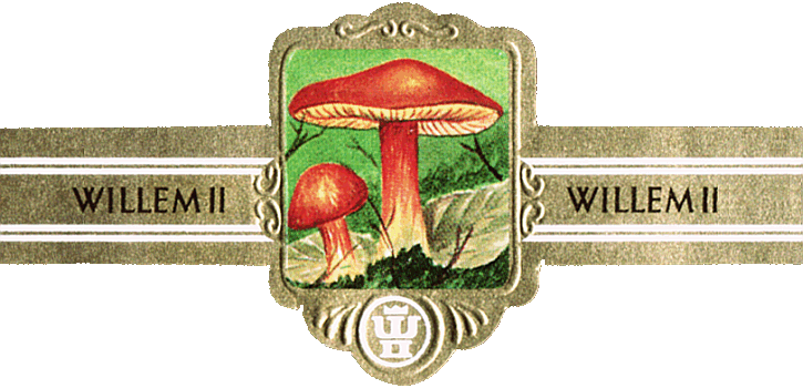 Bauchbinde