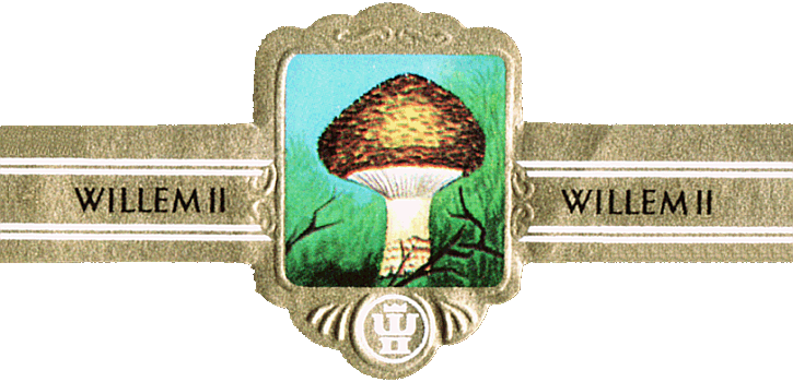Bauchbinde